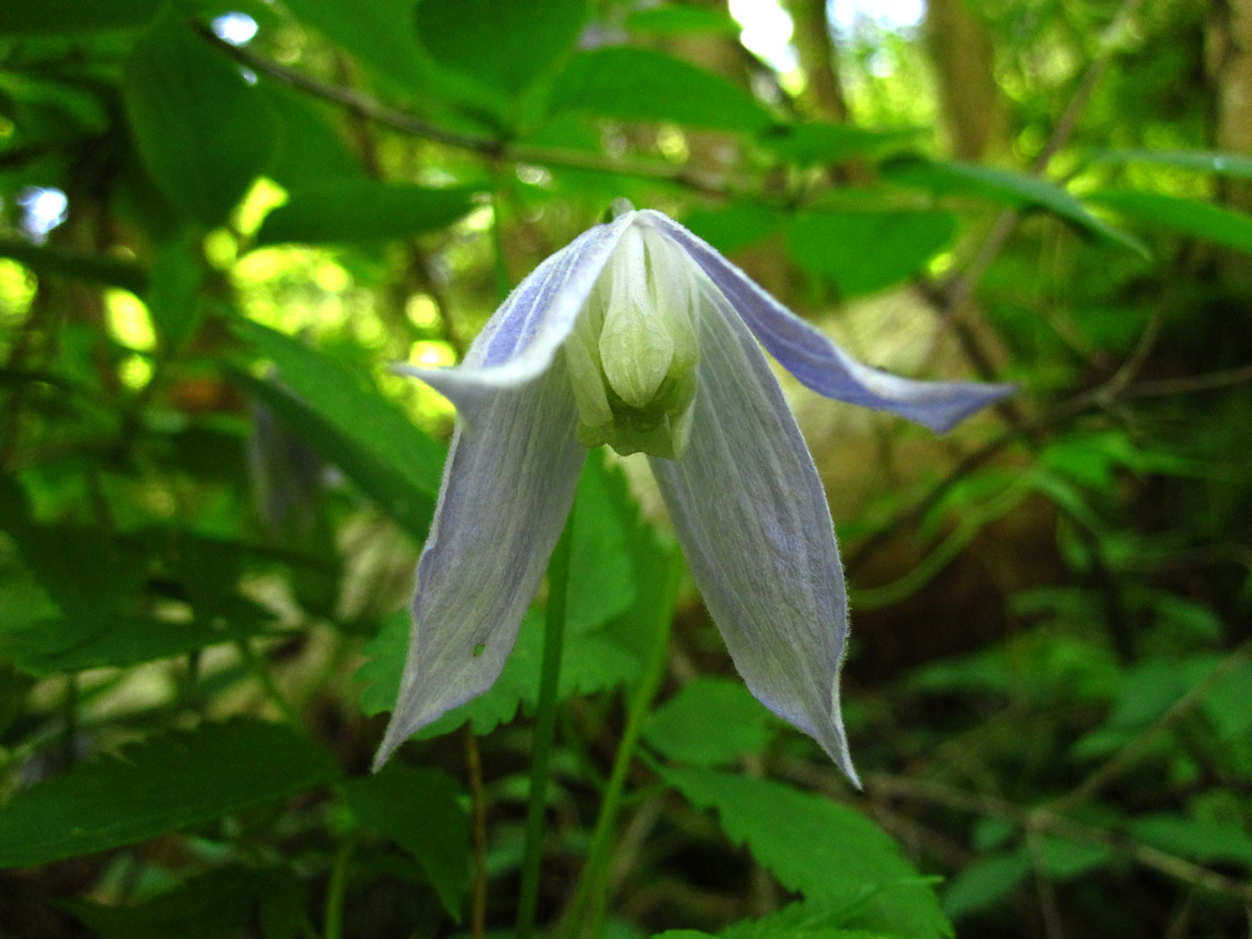 Alpen-Waldrebe (Clematis alpina) | Hahnefußgewächse (Ranunculaceae) | teilweise geschützt!