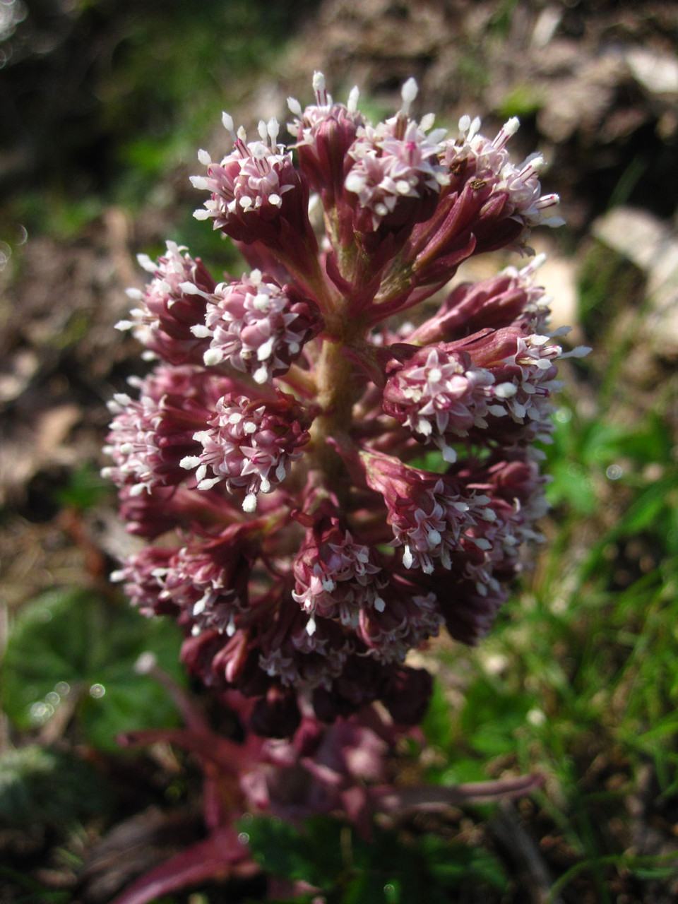 Bach-Pestwurz (Petasites hybridus) | KORBBLÜTLER (Asteraceae)