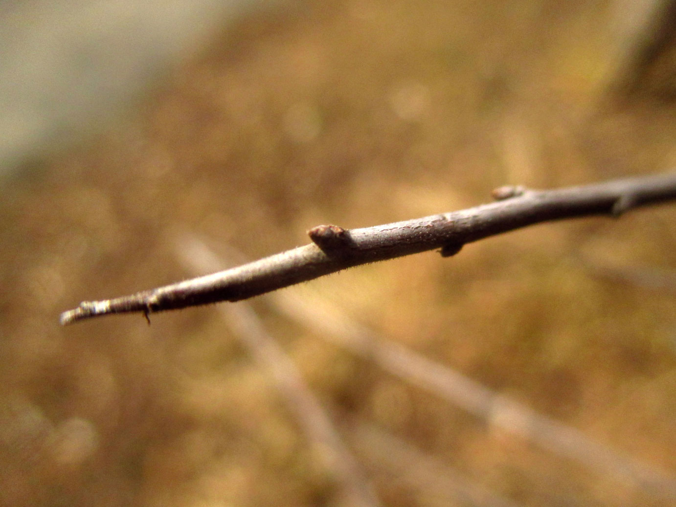 Schlehdorn (Prunus spinosa) | Familie: Rosengewächse (Rosaceae)