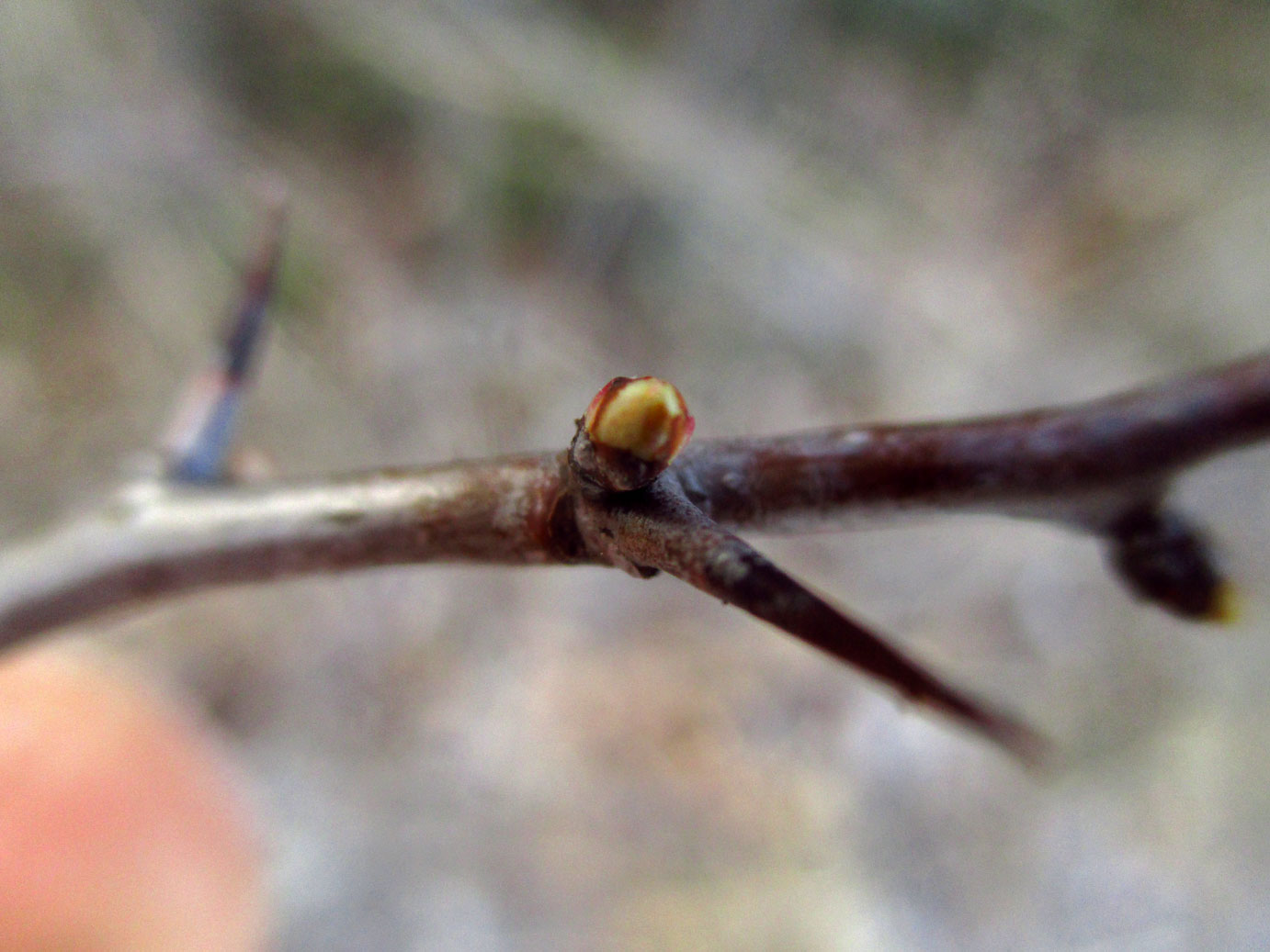 Eingriffel-Weißdorn (Crataegus monogyna) | Familie: Rosengewächse (Rosaceae)