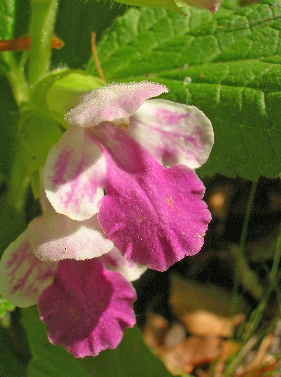 Immenblatt (Melittis melissophyllum) | Lippenblütler (Lamiaceae)