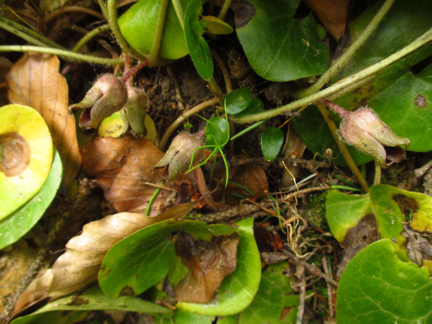 Haselwurz (Asarum europaeum) | OSTERLUZEIGEWÄCHSE (Aristolochiaceae) | schwach giftig!