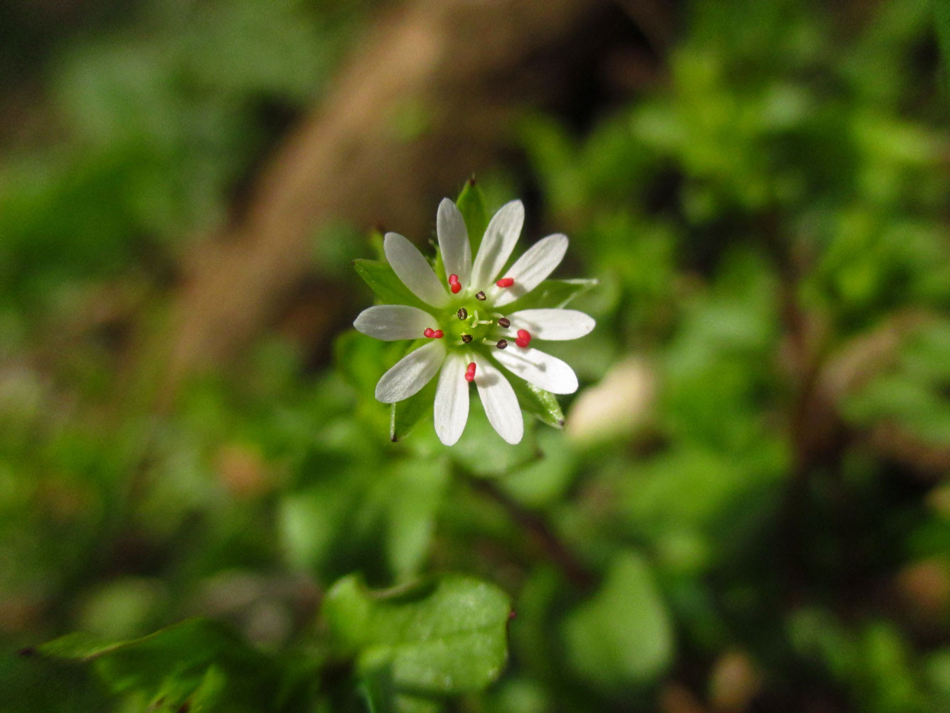 Großblütige Vogelsternmiere (Stellaria neglecta) | Familie: Nelkengewächse (Caryophyllaceae)