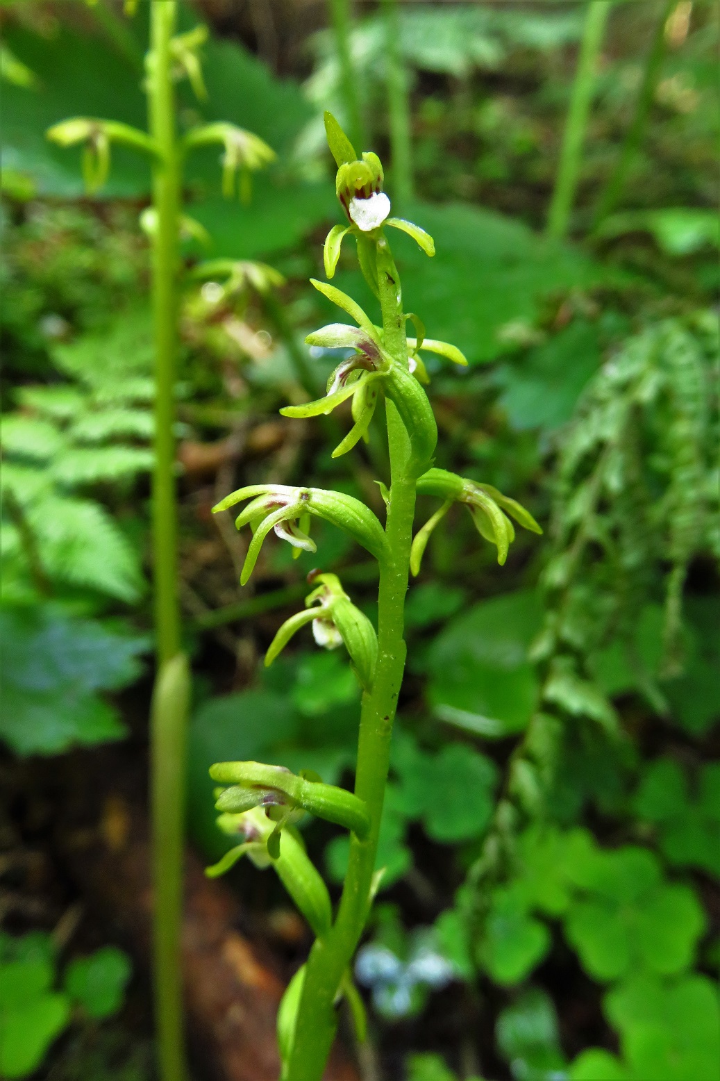 Korallenwurz (Corallorrhiza trifida) | Orchideen (Orchidaceae) | teilweise geschützt!