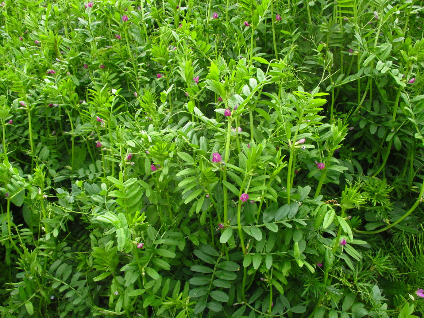 Saat-Wicke (Vicia sativa) | Familie: Schmetterlingsblütler (Fabaceae)