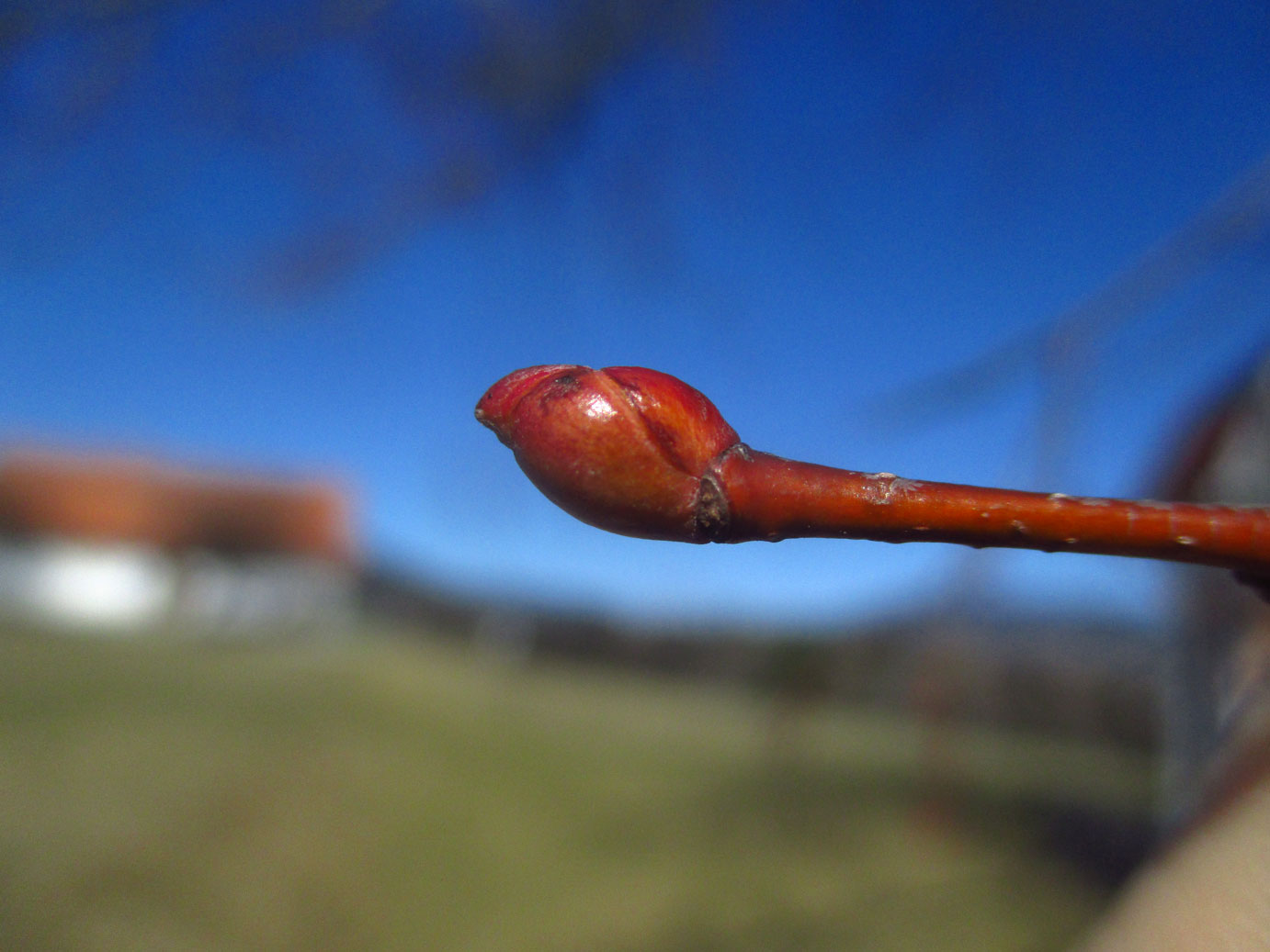 Winter-Linde (Tilia cordata) | Familie: Malvengewächse (Malvaceae)
