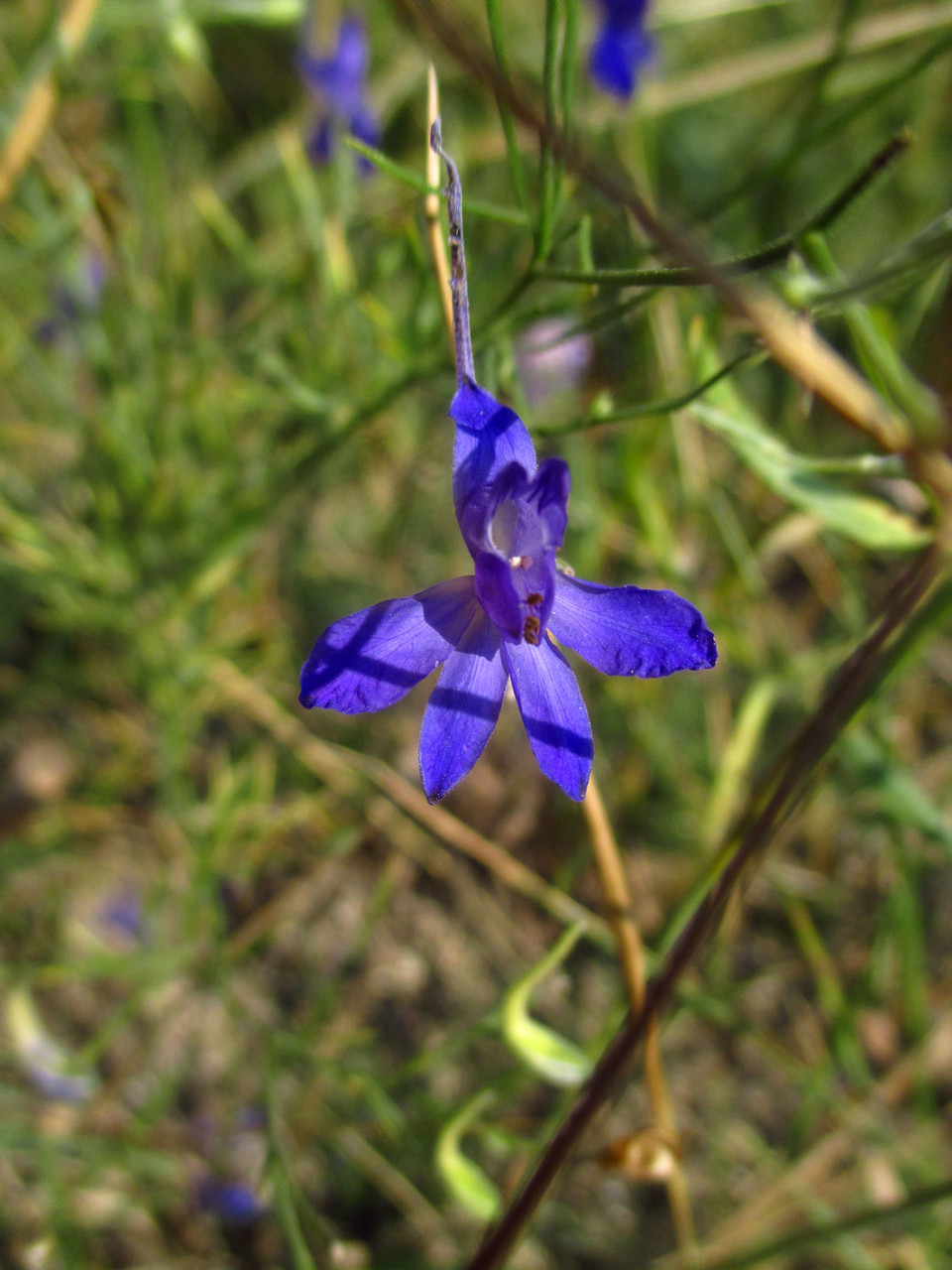 Gewöhnlicher Feldritterspron (Consolida regalis) | HAHNENFUSSGEWÄCHSE (Ranunculaceae) | giftig!