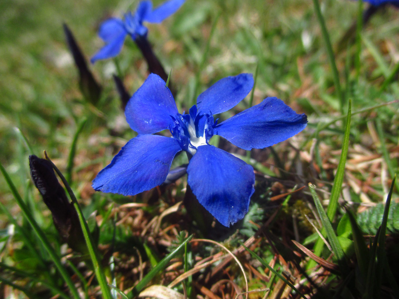 Frühlings-Enzian (Gentiana verna) | Familie: Enziangewächse