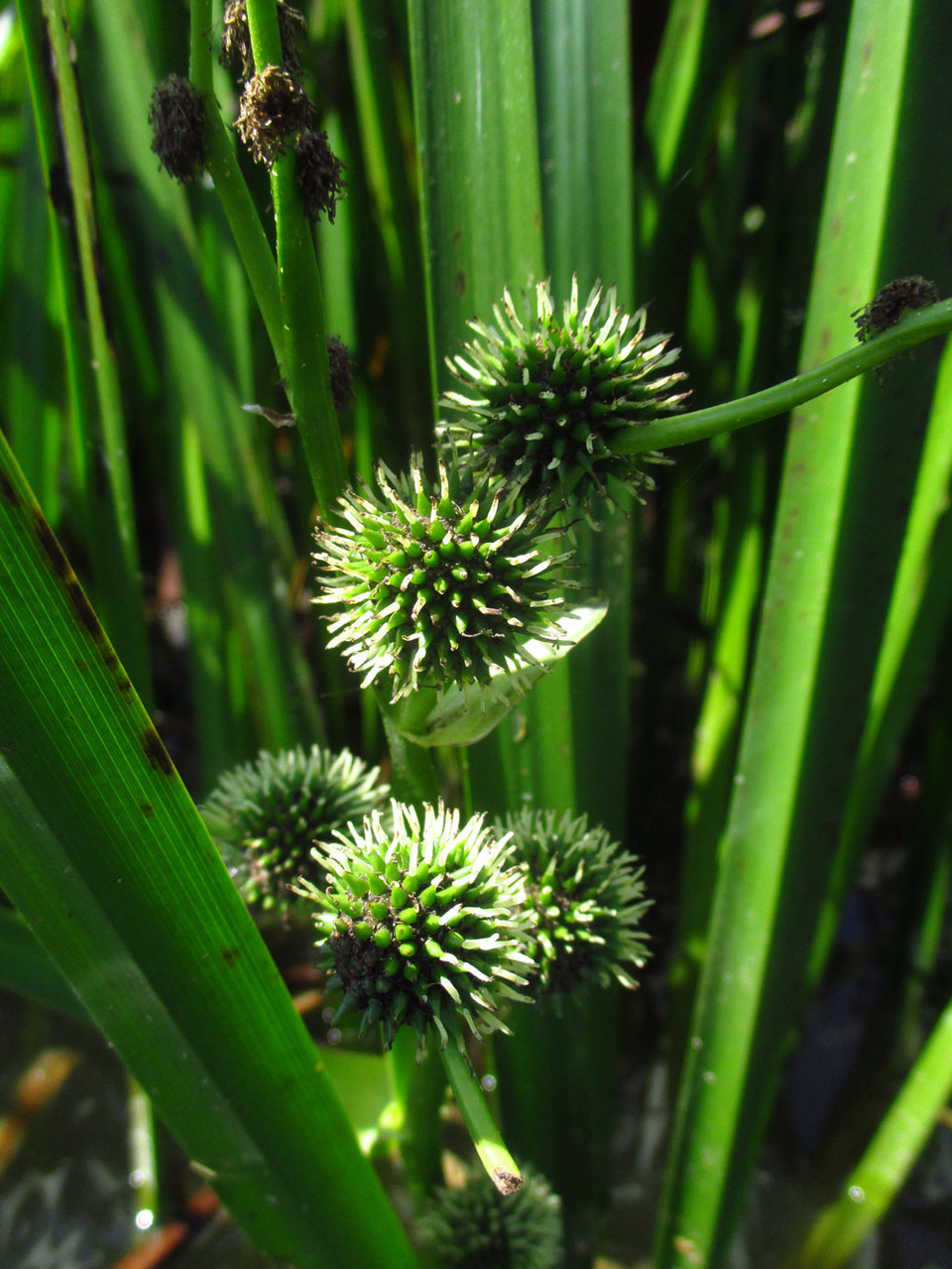 Ästiger Igelkopf (Sparganium erectum) | Familie: Igelkopfgewächse (Sparganiaceae)