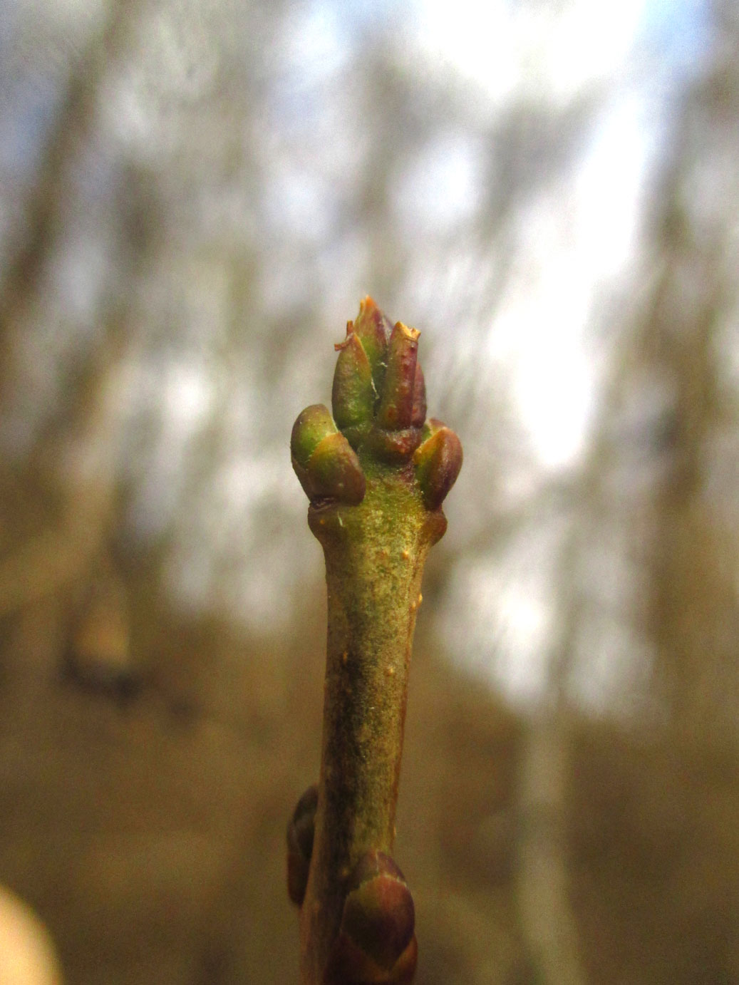 Gewöhnlicher Liguster (Ligustrum vulgare) | Familie: Ölbaumgewächse (Oleaceae)