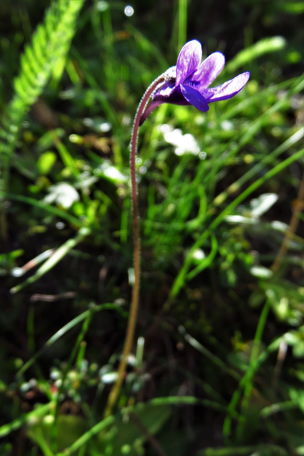 Gewöhnliches Fettkraut (Pinguicula vulgaris) | Wasserschlauchgewächse (Lentibulariaceae)