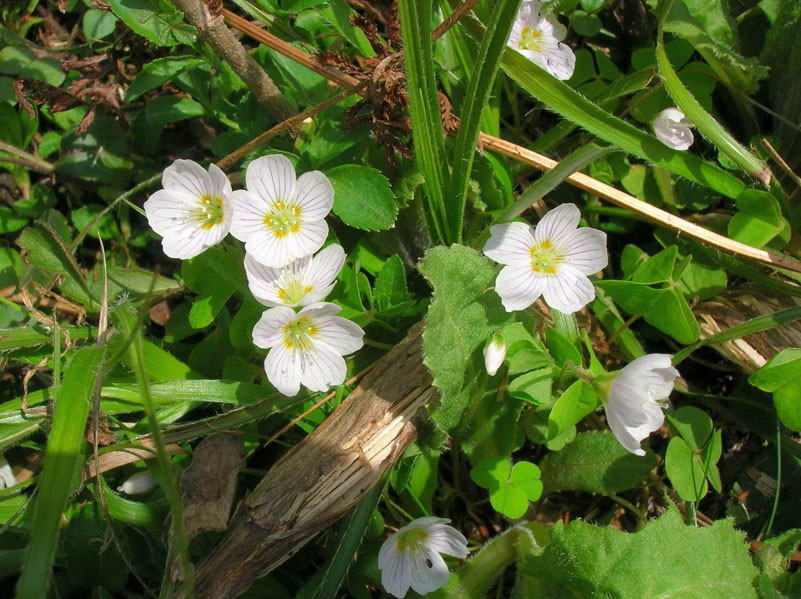 Wald-Sauerklee (Oxalis acetosella) | SAUERKLEEGEWÄCHSE (Oxalidaceae)