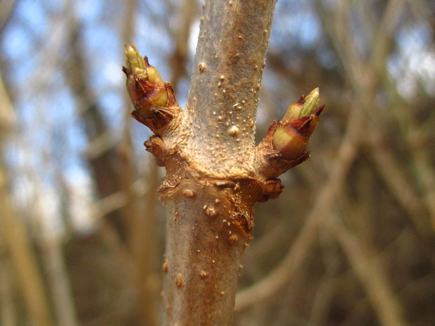 Schwarzer Holunder (Sambucus nigra) | Familie: Moschuskrautgewächse (Adoxaceae)