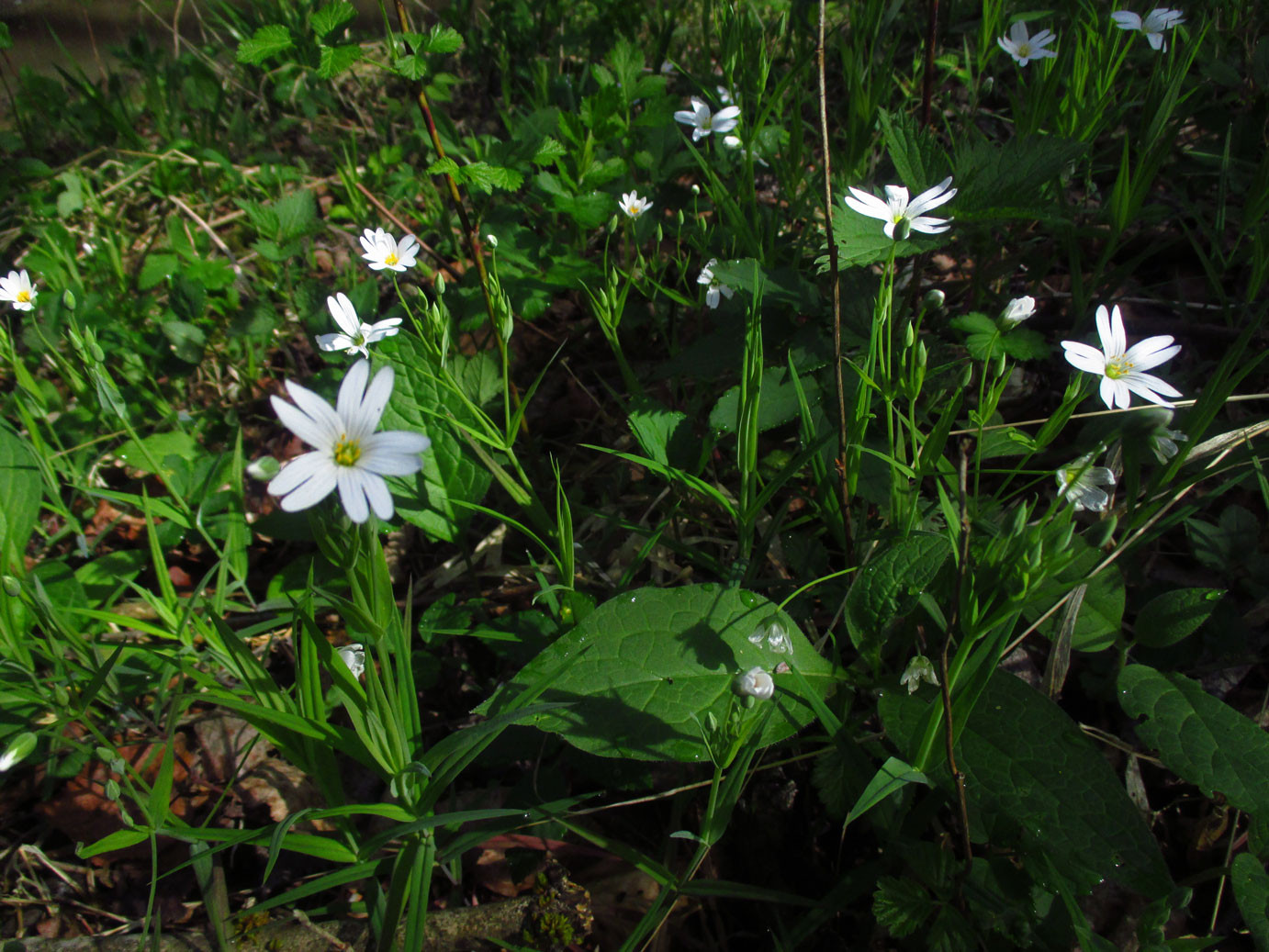 Große Sternmiere (Stellaria holostea) | NELKENGEWÄCHSE (Caryophyllaceae)