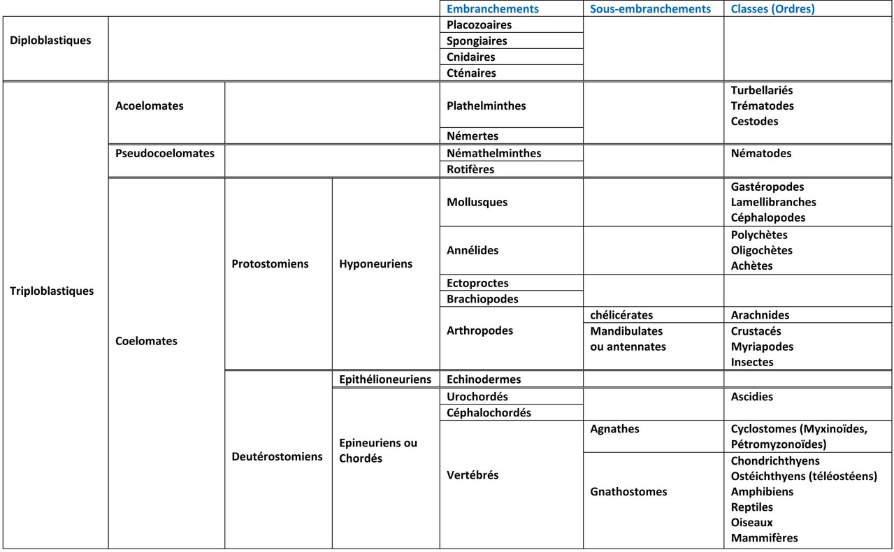 PPT - DEVELOPPEMENT EMBRYONNAIRE DES AMPHIBIENS PowerPoint Presentation -  ID:2137045, image size:1279x790