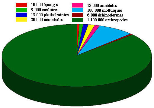 Graphique montrant la richesse spécifique mondiale des phyla les plus importants d'invertébrés. Les phyla numériquement mineurs ont été ignorés. (Graphique original réalisé par Eric Walravens)