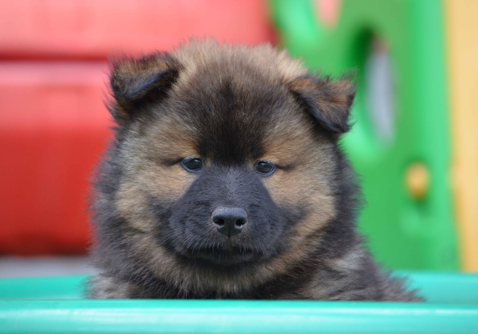 wurfplanung 2021 eurasier welpen schweiz
