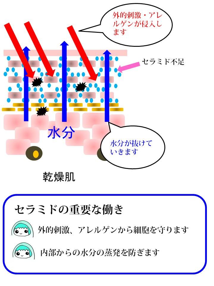 セラミドがないと、肌はボロボロ。蒸発するは、ダメージ大だわ、踏んだり蹴ったりの肌になります。