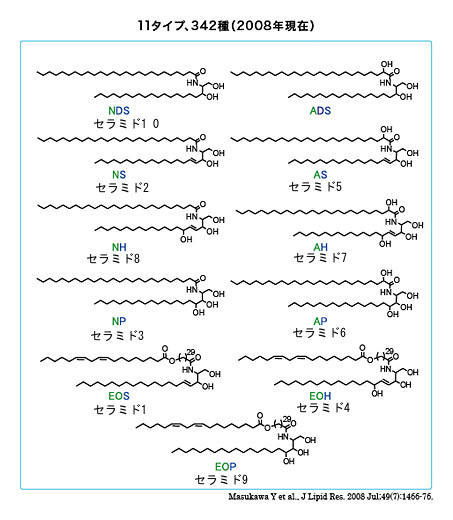 セラミド11タイプ