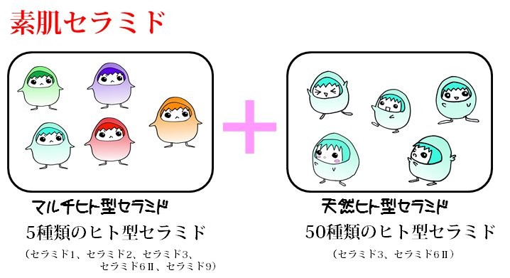 世界初！素肌セラミド配合ナチュセラクリーム - 天然ヒト型セラミド