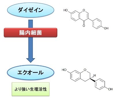 エクオールとは？