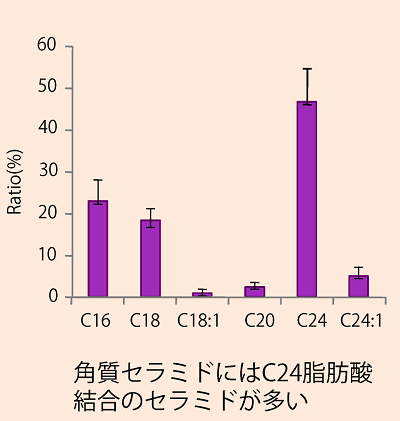 脂肪酸の炭素数からみた角質セラミドの分布