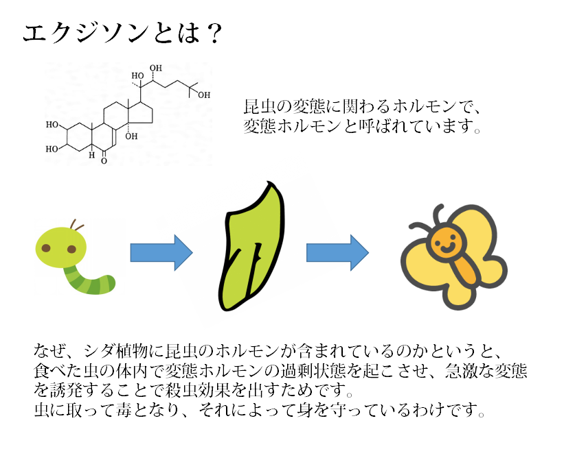 ナチュセラRe: - 天然ヒト型セラミド配合クリーム【ナチュセラ】 ナチュセラRe: - 天然ヒト型セラミド配合クリーム【ナチュセラ】