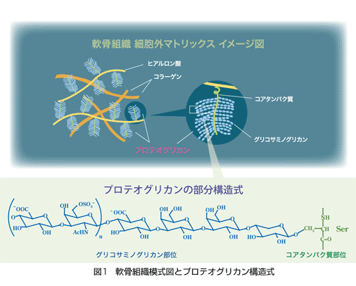 プロテオグリカン