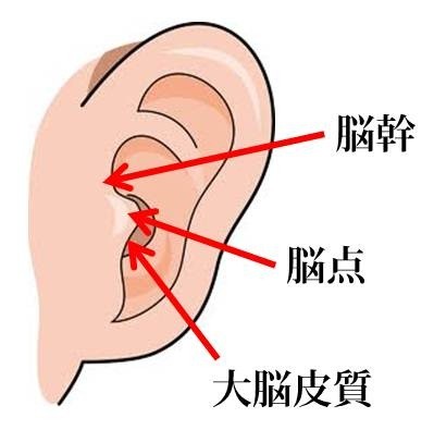 耳つぼ