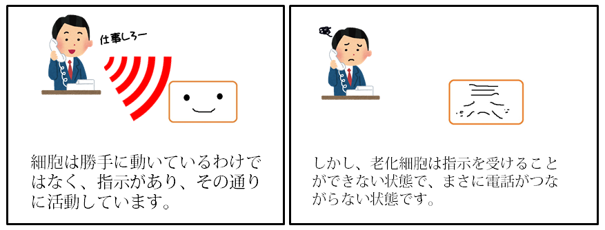 ダームコムは肌に命令をだすのです