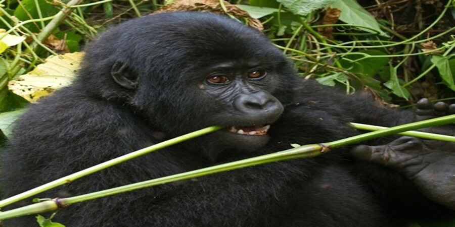 Bwindi -Impenetrable-Forest-National-Park-Gorilla.jpg