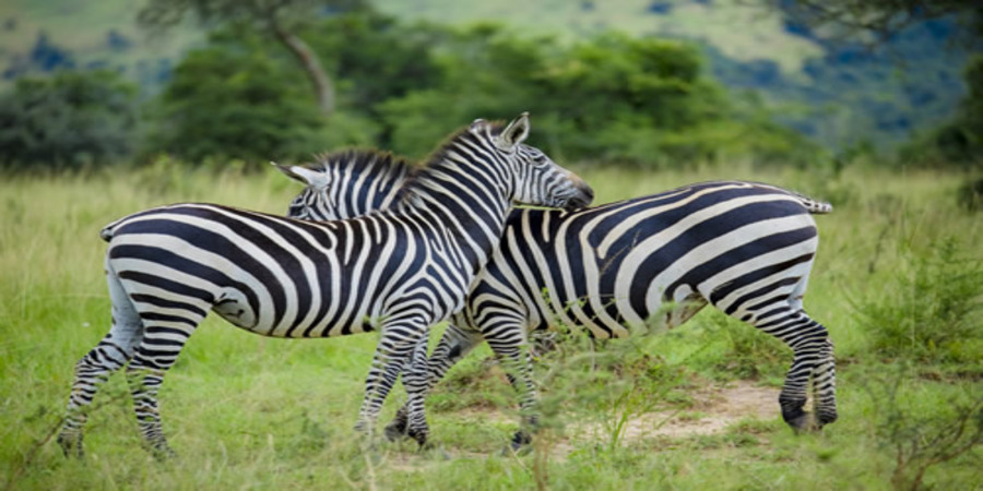 Akagera-national-park-game-viewing-zebras.jpg