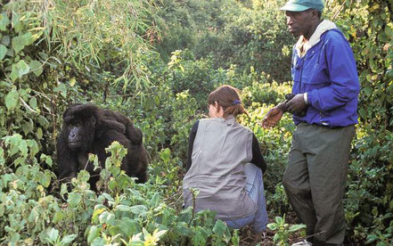 double-gorilla-trekking-bwindi.jpg