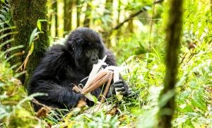 bwindi-impenetrable-national-park-gorilla.jpg