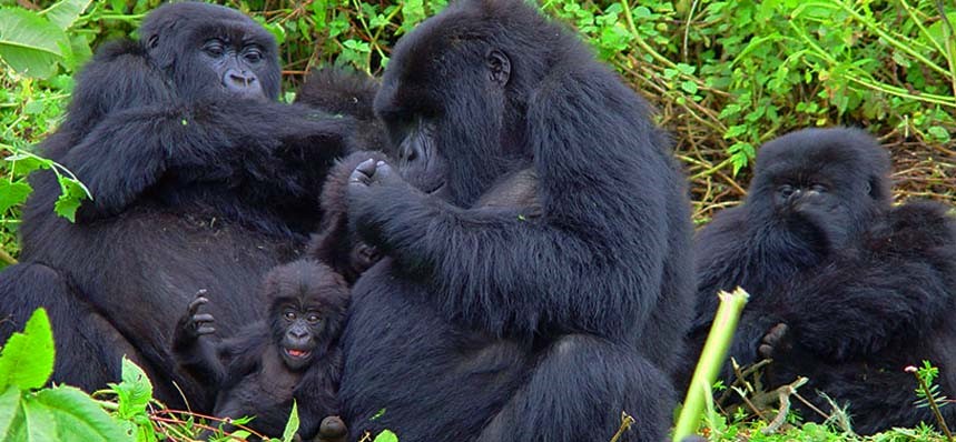Bwindi -Impenetrable-Forest-National-Park-Gorilla.jpg