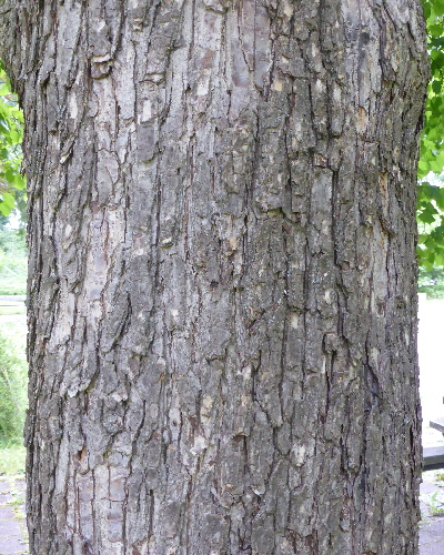 14 Rinde
