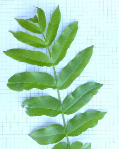 60 Blatt oben