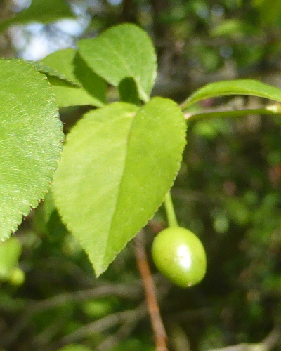 39 Zweig mit junger Frucht