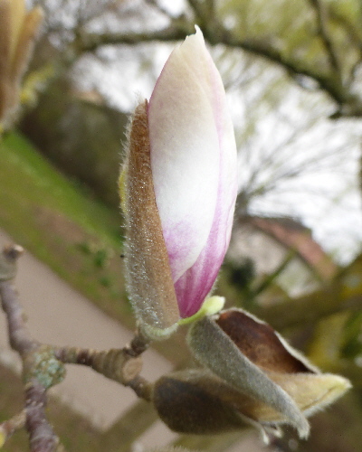 31 Blüte kurz vor dem Aufblühen