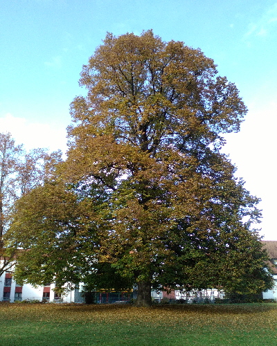 29 Herbst