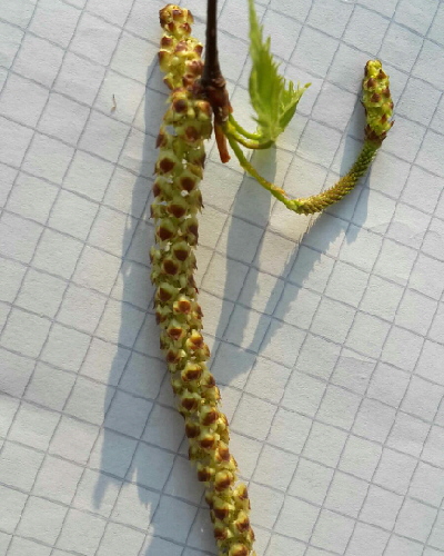 07 Blüte
