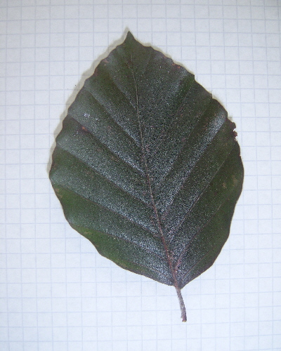 18 Blatt oben