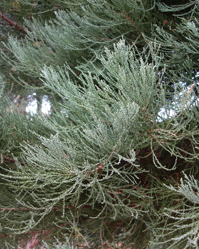 83 Zweig