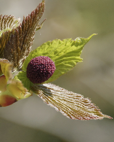 57 Blütenknospe