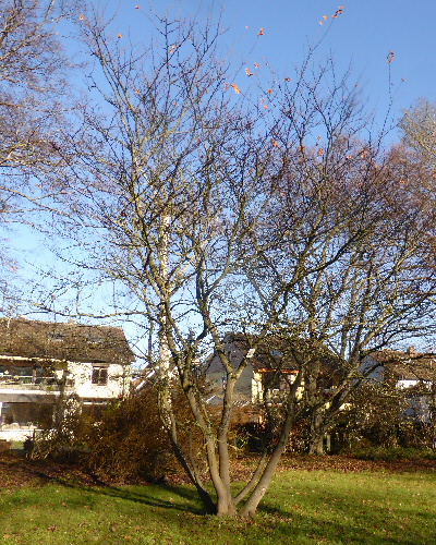 27 Winter