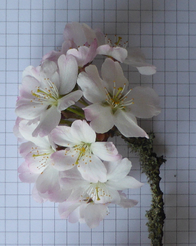 44 Blüten