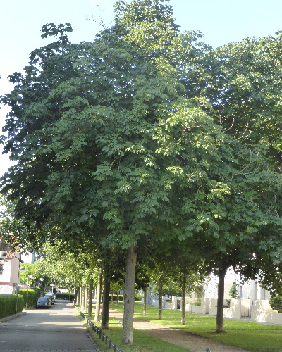 50 Sommer