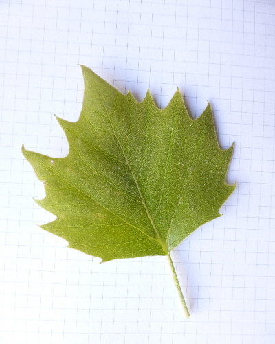 36 Blatt oben