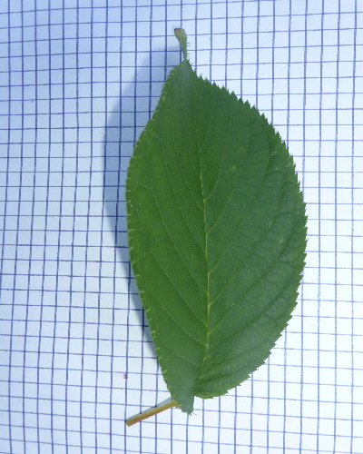 44 Blatt oben