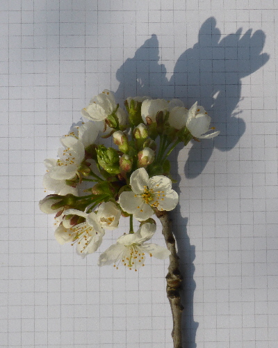 40 Blüte